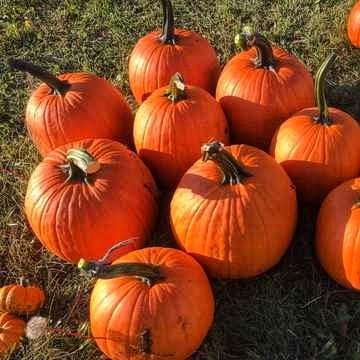 Семена Тыква Clause GLADIATOR F1 1 000 шт. (2289402026.5)