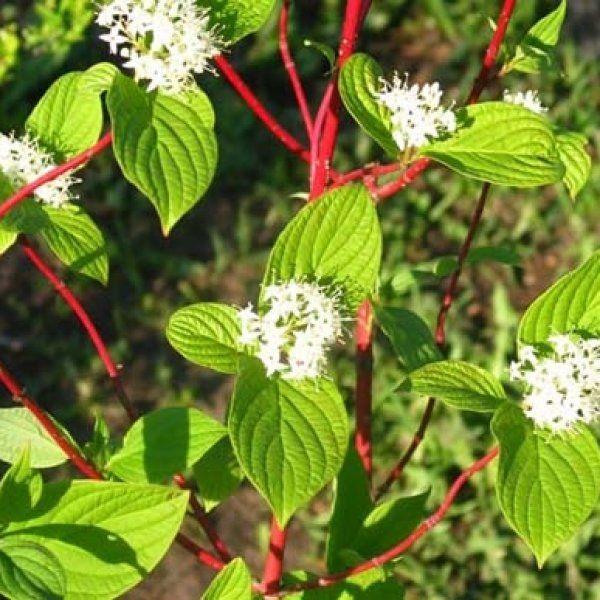 Саженцы Cornus alba Дерен (1675823712)