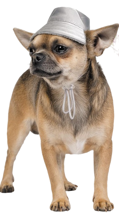 Шапка Pet Fashion Party XS Серый (PR242318) - фото 1 Шапка Pet Fashion Party XS Серый (PR242318) - фото 1