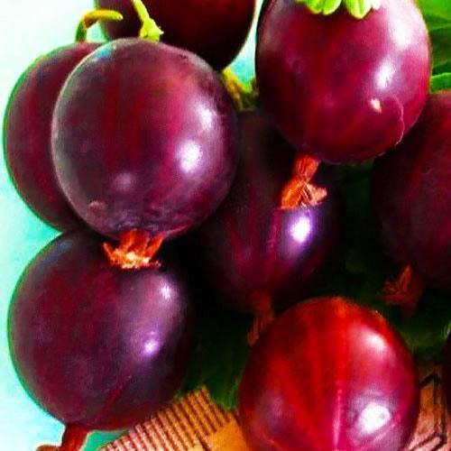 Сажанець Агрус Шенон середньо-раннього терміну дозрівання (46240) Сажанець Агрус Шенон середньо-раннього терміну дозрівання (46240)