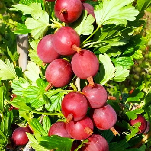 Аґрус Каптіватор вкорінений середньопізній термін дозрівання (29294204)