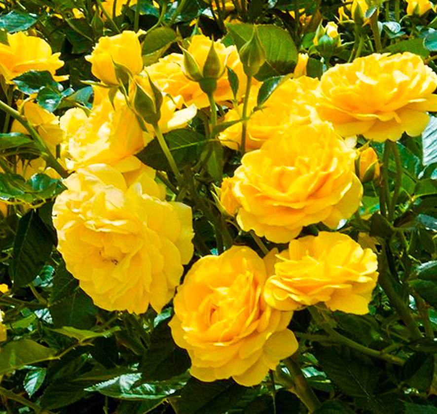 Роза флорибунда Джулия Чайлд 3 шт. (7cb3dd5067ed11ecaa95a0d3c1f3774e)