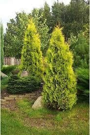 Саженцы туя западная Санкист Sunkist в горшке 2 л - фото 3