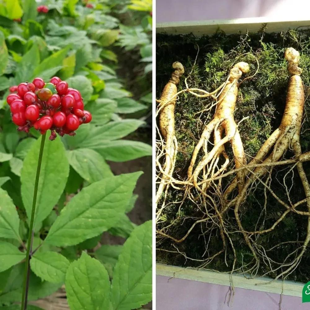 Семена женьшень обыкновенный Panax ginseng 5 шт. - фото 7