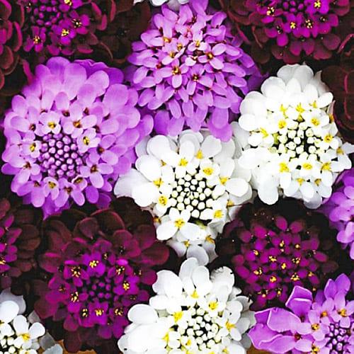 Насіння Іберіс Florium Амбрелла (6105)