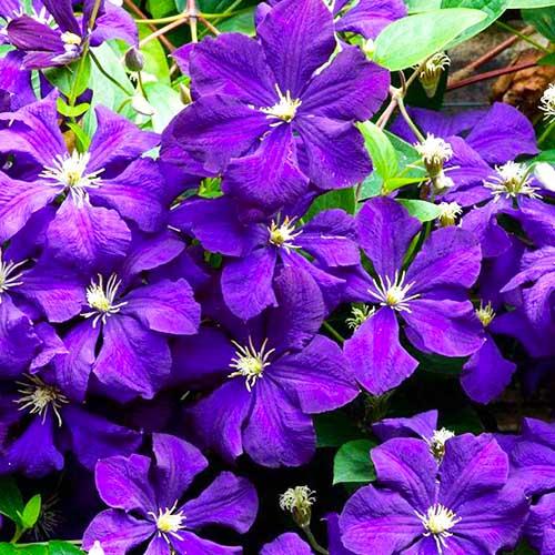 Клематис Viticella Florium