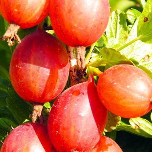 Сажанец Крыжовник Машека средний срок созревания высокая устойчивость к вредителям и болезням (23380) Сажанец Крыжовник Машека средний срок созревания высокая устойчивость к вредителям и болезням (23380)