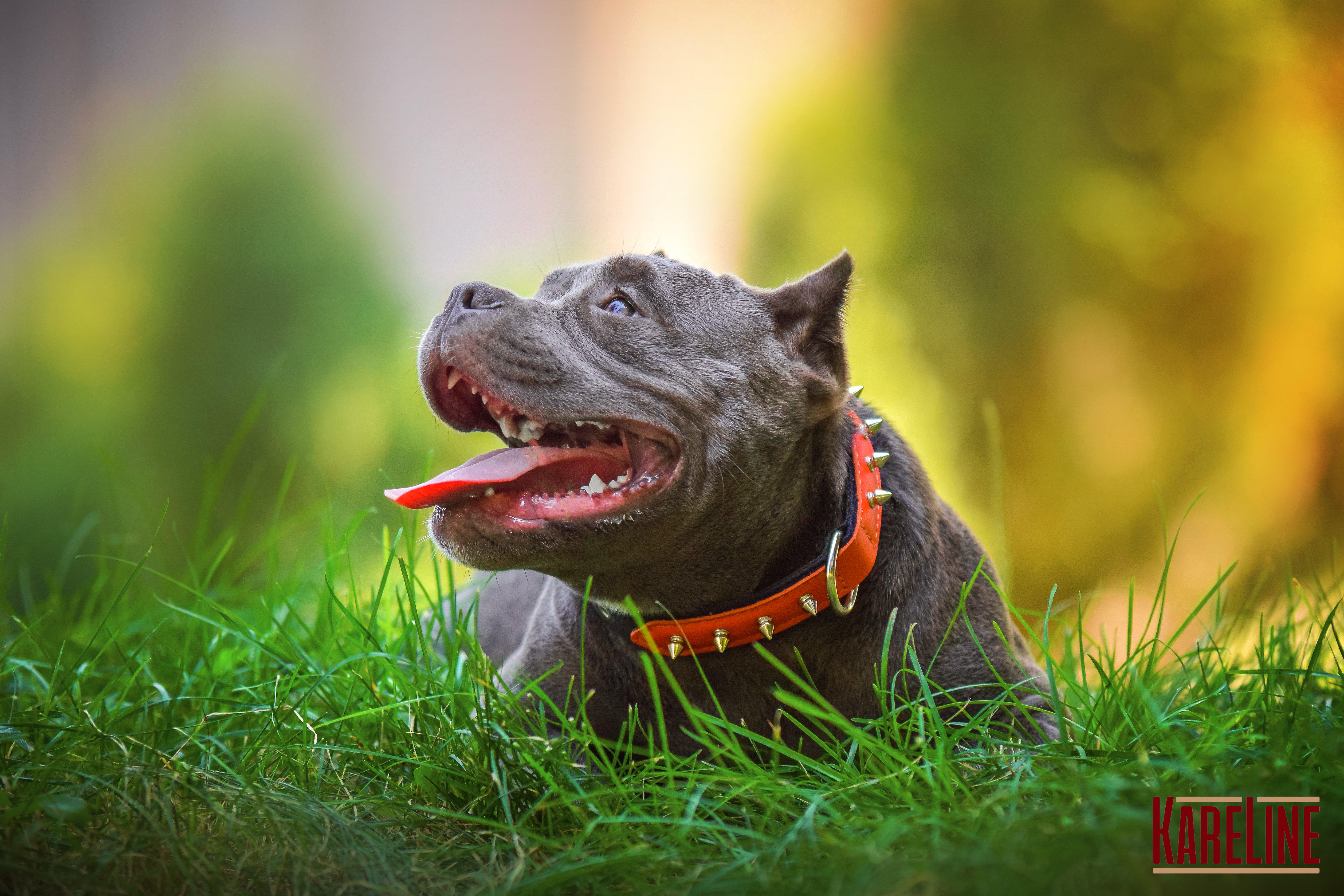 Ошейник KareLine и натуральной кожи с заклепками 25 мм 370-440 мм (6603/11) - фото 3