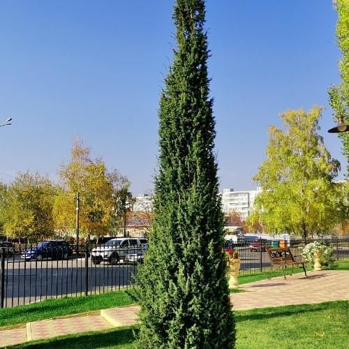 Можжевельник обычный Suecica контейнер P9 (29294175)