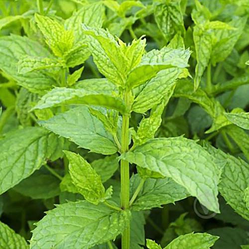 Насіння М'ята Florium перцева Спермінт (3403) - фото 2 Насіння М'ята Florium перцева Спермінт (3403) - фото 2