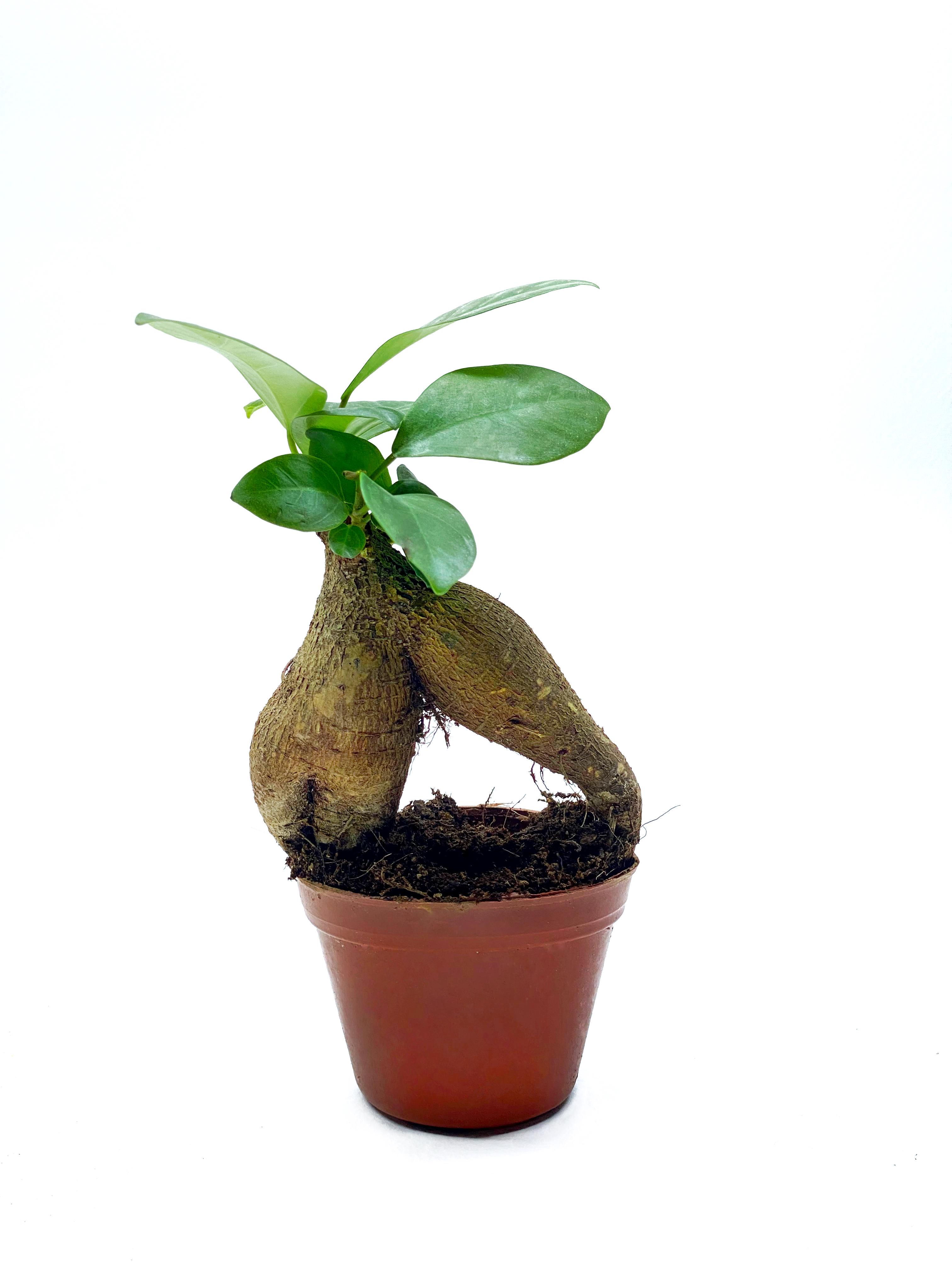 Бонсай Фикус Гинсенг Микрокарпа в вазоне (Ficus Microcarpa Ginseng) 6х15 см.