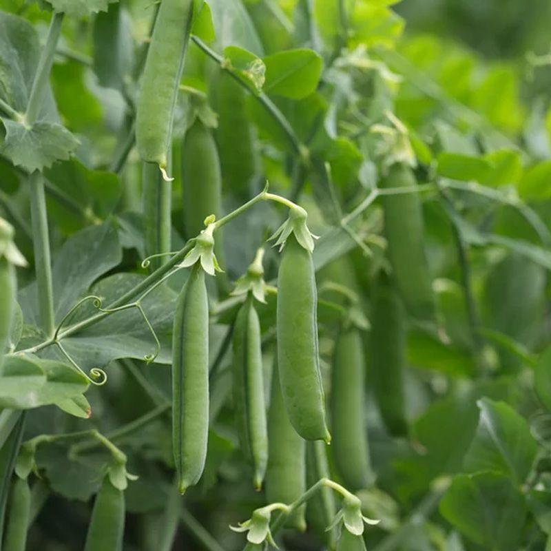 Семена Горох Syngenta AMALFI 100 000 шт. (2289706396.5)