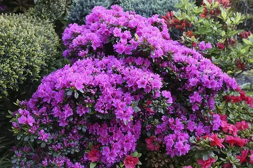 Саджанець Азалії японської Geisha Purple горщик С1.5 (2705445319) Саджанець Азалії японської Geisha Purple горщик С1.5 (2705445319)