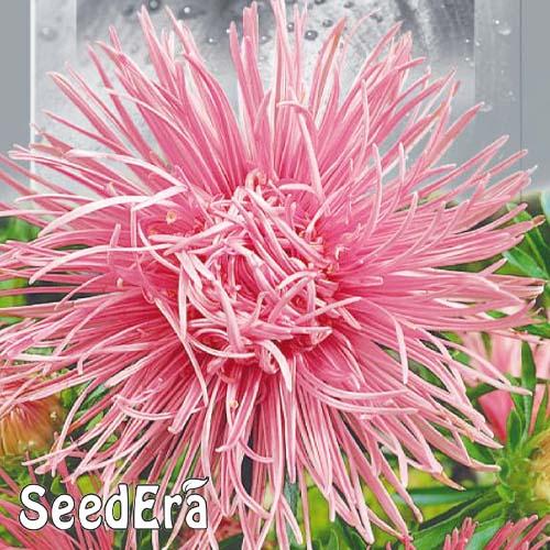 Насіння Астра Florium високоросла Харц Рензі (16886) - фото 2 Насіння Астра Florium високоросла Харц Рензі (16886) - фото 2