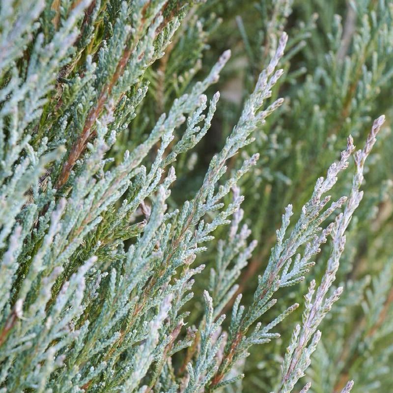 Саджанець ялівцю скельного Juniperus scopulorum Blue Arrow Р9 (645158189) - фото 3 Саджанець ялівцю скельного Juniperus scopulorum Blue Arrow Р9 (645158189) - фото 3