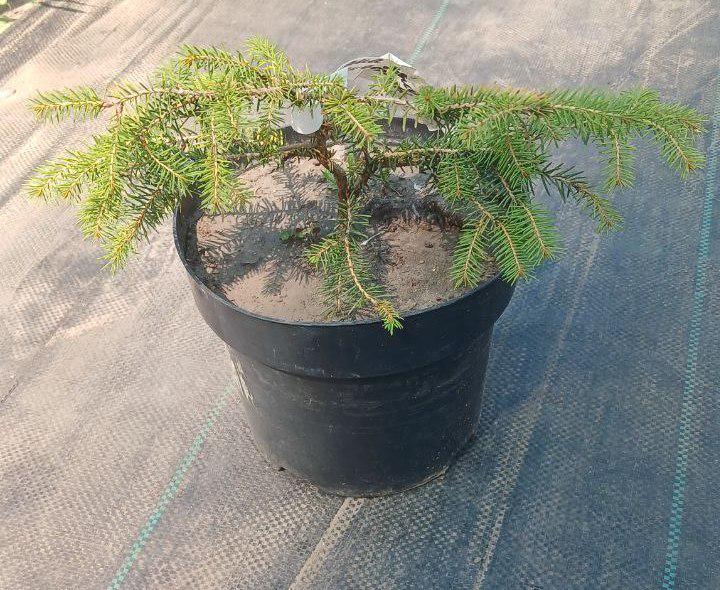 Ялина звичайна Picea abies Ohlendorffii (19021526)