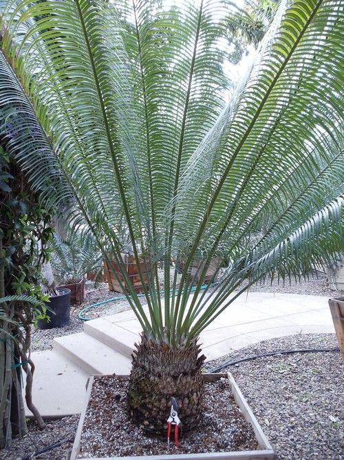 Насіння Гімалайський саговник Cycas pectinata 1 шт. (2178214806) - фото 3