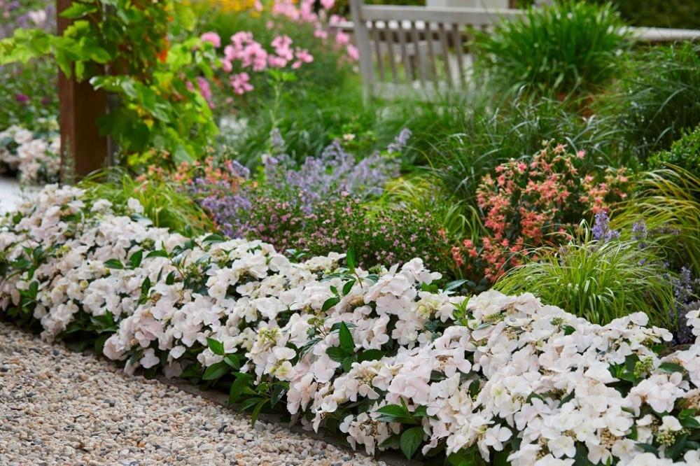 Гортензия ампельная Невеста Беглеца С2 (2669489583) - фото 5