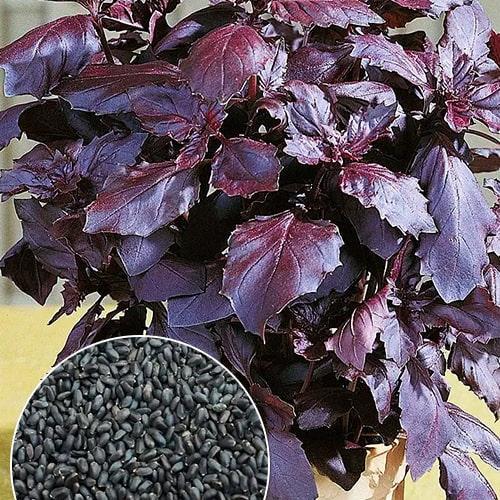 Базилик фиолетовый ТМ Весна зипер 1,5г