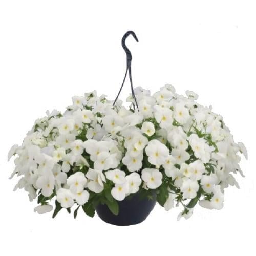 Семена цветов Виола ампельная Highflyer F1 White Benary 25 шт. (BN12301-3)
