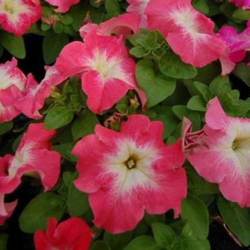 Семена цветов Hem Genetics Петуния крупноцветковая Limbo GP Salmon Morn 1000 шт. (BN09384)
