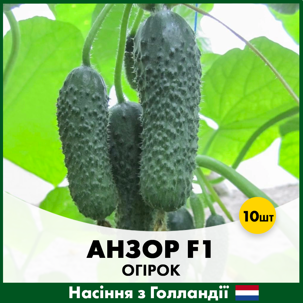 Семена огурца Bejo Анзор F1 10 шт. (00274)