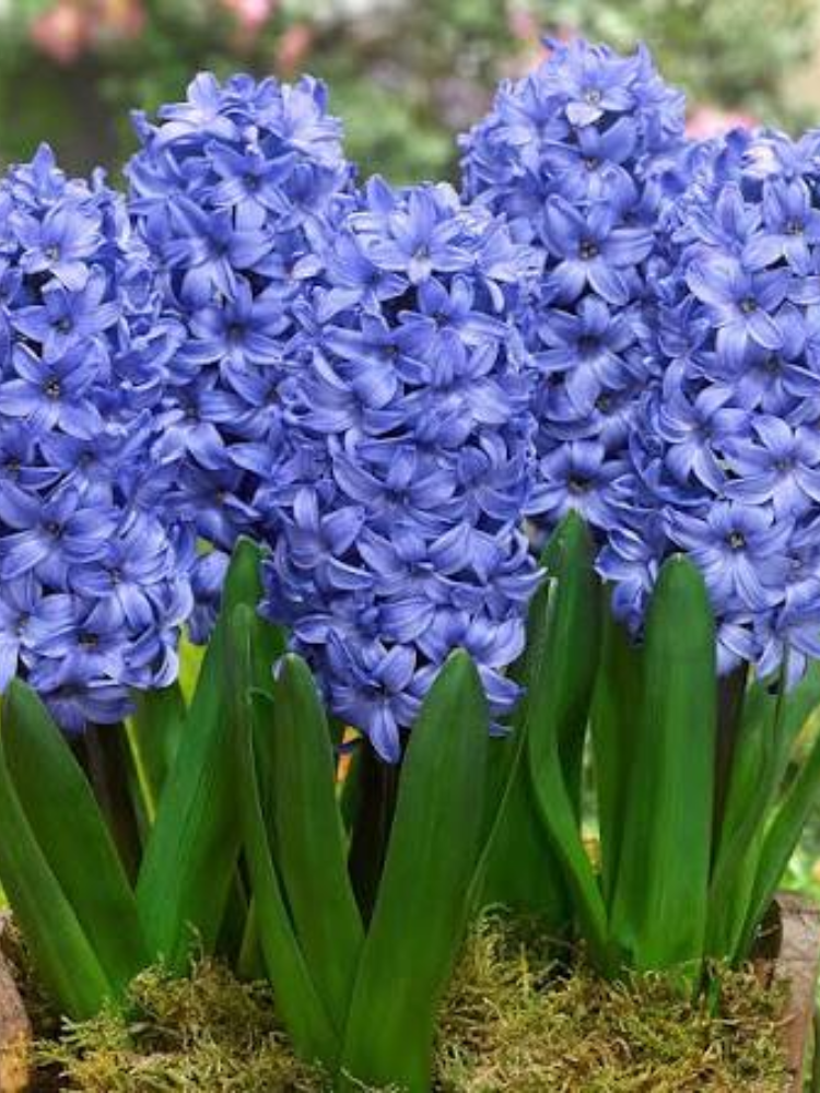 Луковицы цветов Гіацинт Delft Blue 2 шт. (7492) - фото 2