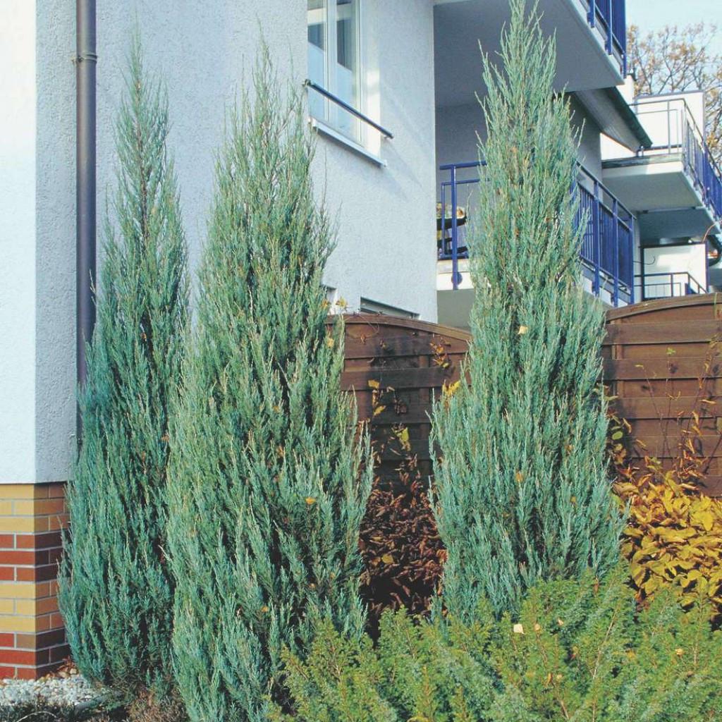 Саджанець ялівця скельного Скайрокет в горщику С1.5 (2037382458)