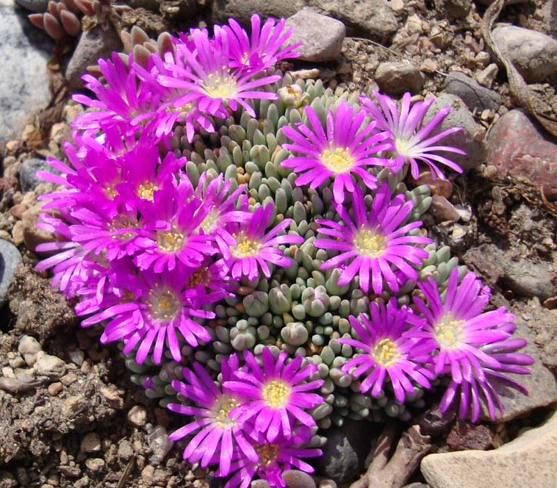 Делосперма Сфалментоідес Delosperma Sphalmanthoides 3 шт. (38290770)