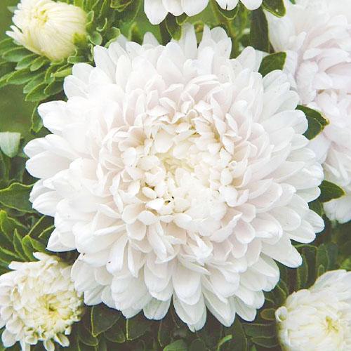 Семена Астра Florium Экзотика (13343)
