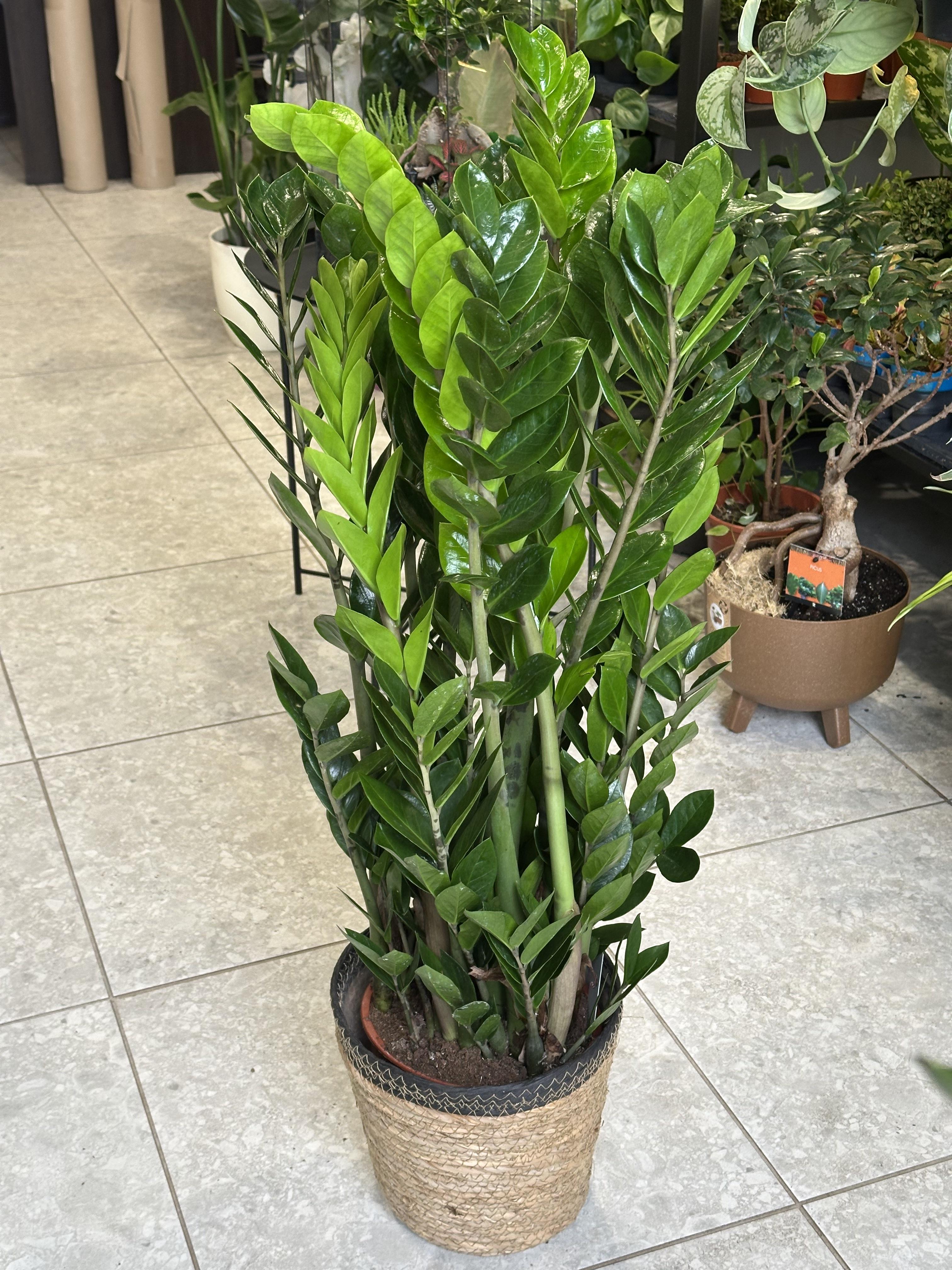 Заміокулькас h 85 cм XXL (29503108)