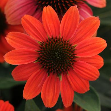 Эхинацея Florium Hot Coral (5362)