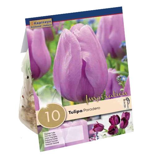 Тюльпан Florium Paradero брендовые луковицы Kapiteyn (18267)