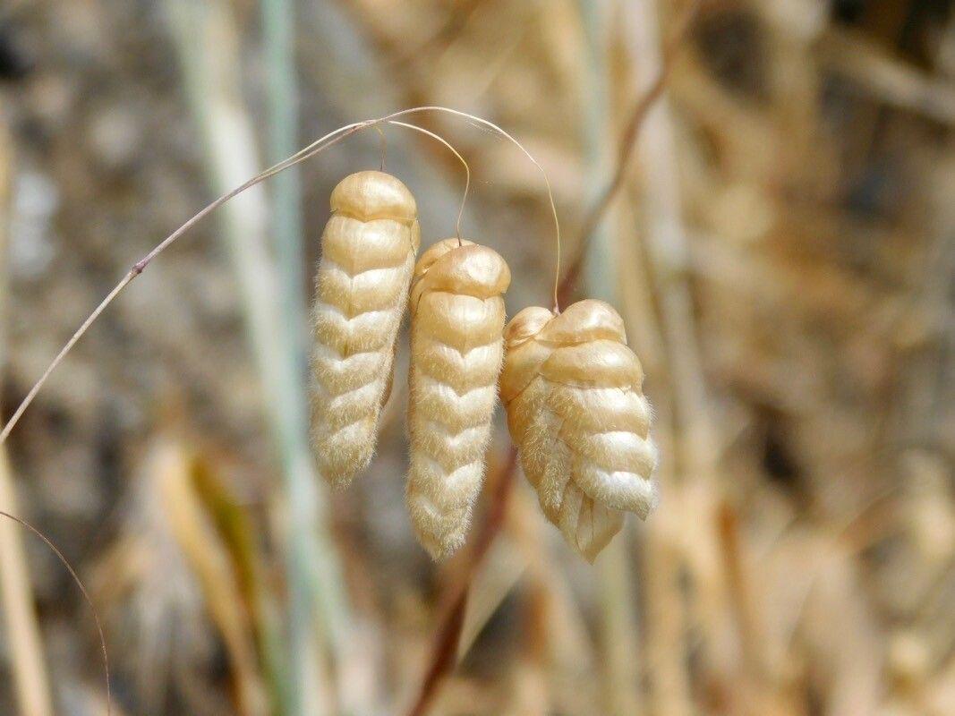 Насіння Бриза Максима 0,25 г трясунка декоративна злакова однорічна Briza maxima сухоцвіт For Hobby GL Seeds - фото 5