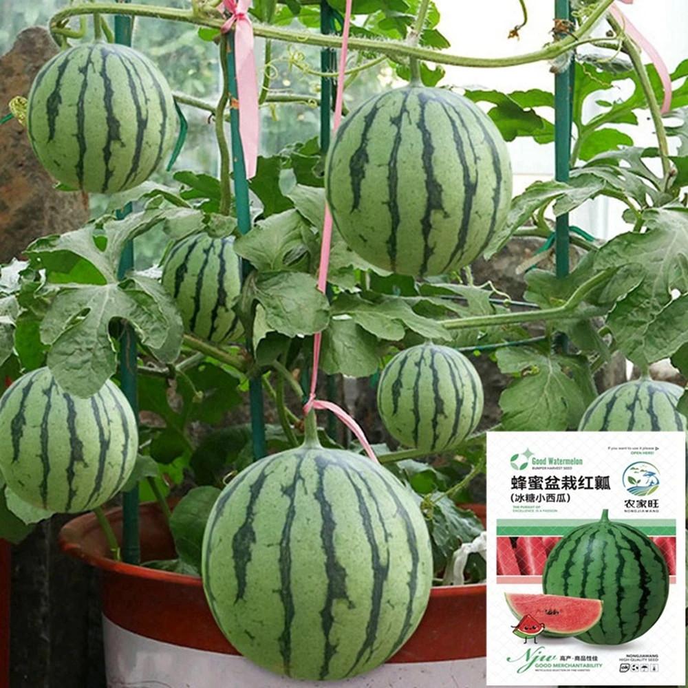 Семена высокоурожайного комнатного арбуза мини Медовый горшок 10 шт. - фото 3