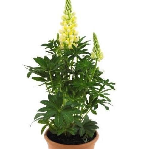 Семена цветов Люпин Lupini Yellow Shades Benary 50 шт. (BN08099-3)