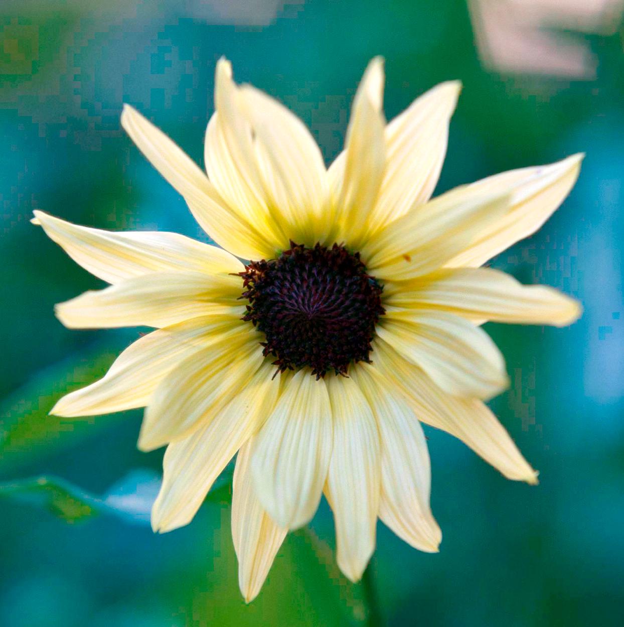 Cемена Подсолнух белый гигантский 10 г 100 шт. (RS-00295) Cемена Подсолнух белый гигантский 10 г 100 шт. (RS-00295)