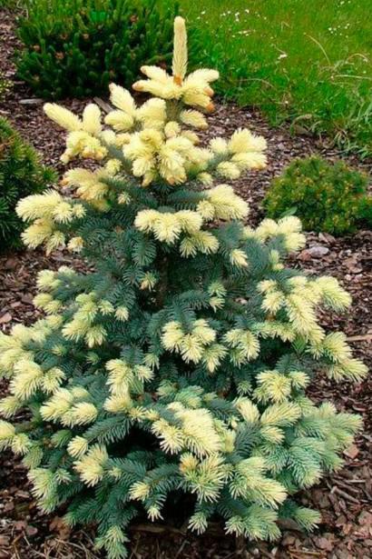 Ялина колюча Білобок щепа знизу