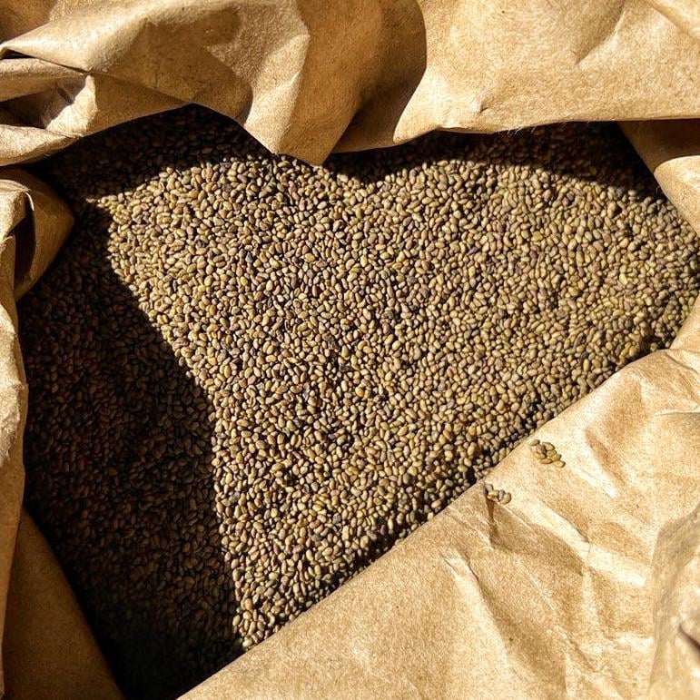 Семена травы люцерны Банат намагничена (6124869) - фото 2 Семена травы люцерны Банат намагничена (6124869) - фото 2