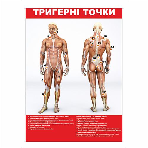 Плакат Vivay "Триггерные точки" 60х40 см (25789681)