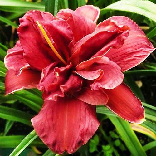 Лилейник Florium Double Firecracker (10547)