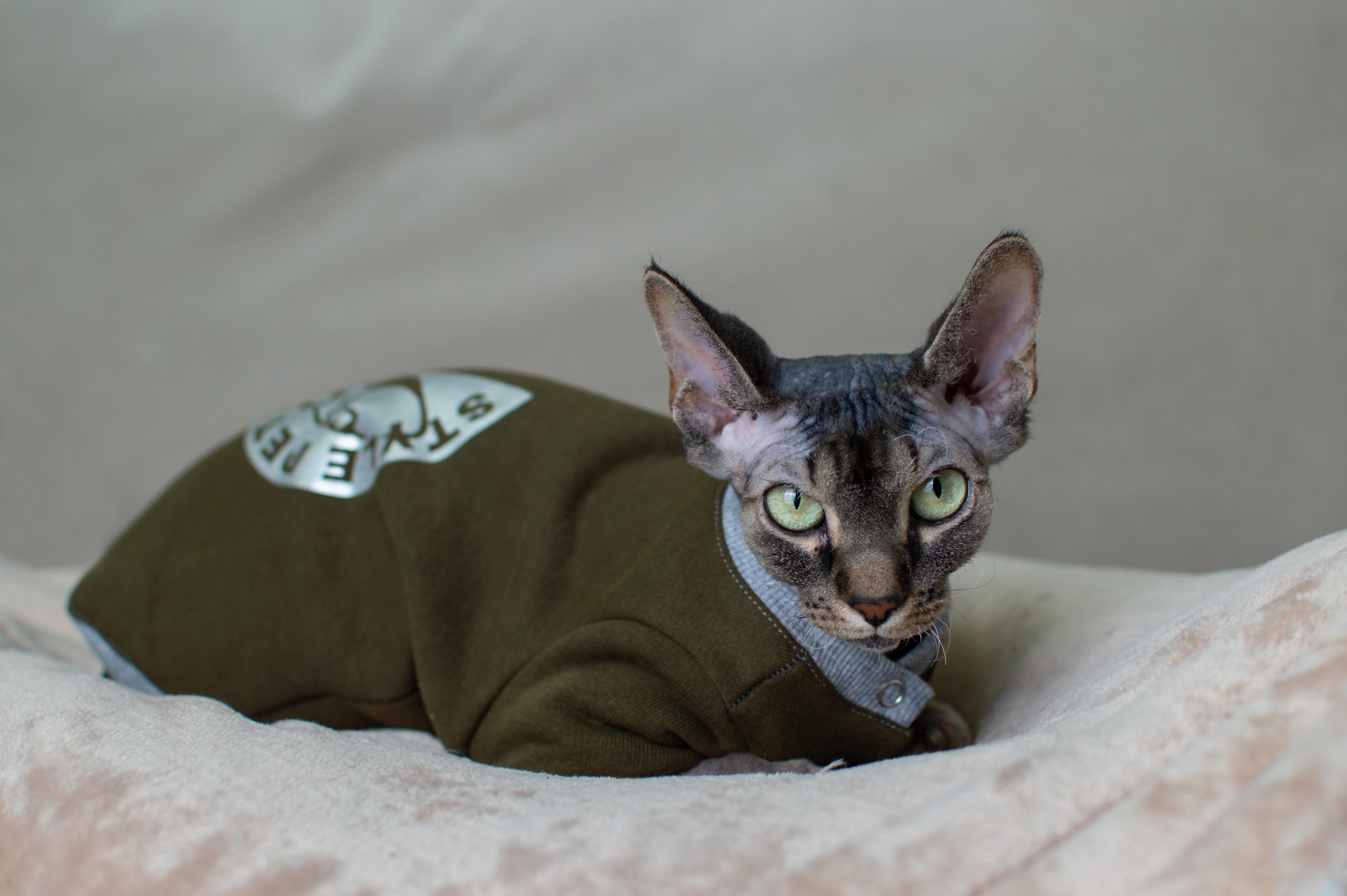 Кофта для котів з рукавами тепла Style Pets FaceSP XL Khaki (406XL) - фото 3