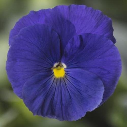Семена цветов Виола Delta Pro F1 Clear True Blue Syngenta 25 шт. (BN12389-4)