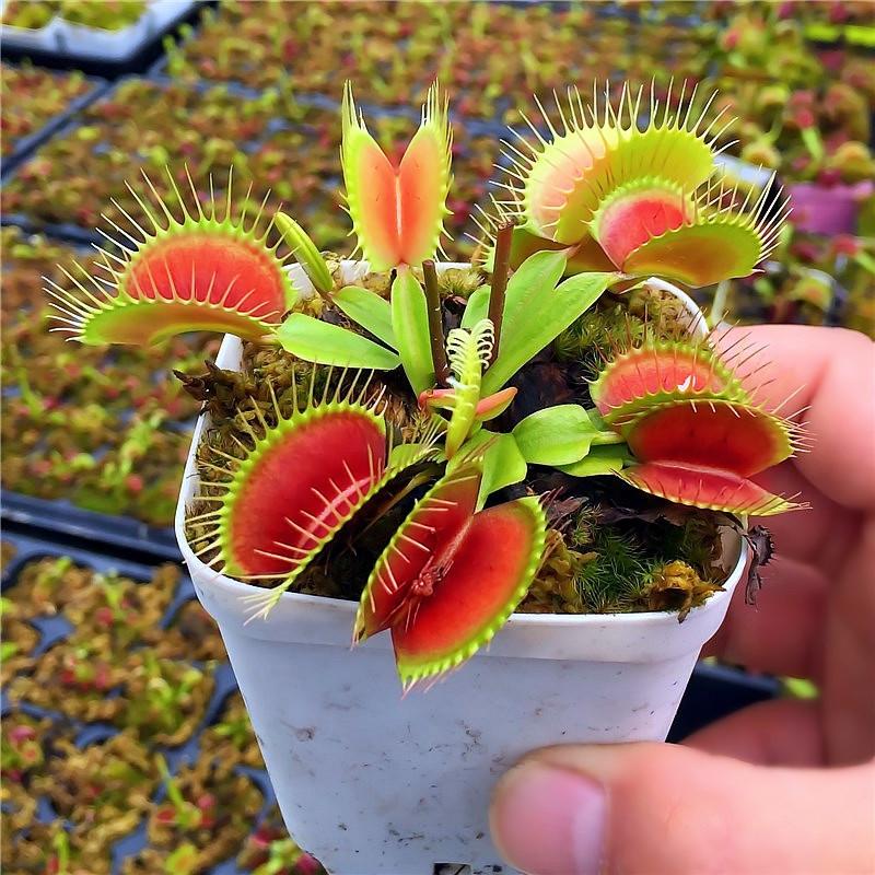 Насіння Венерина Мухолівка хижа рослина Dionaea muscipula 10 шт. - фото 3 Насіння Венерина Мухолівка хижа рослина Dionaea muscipula 10 шт. - фото 3