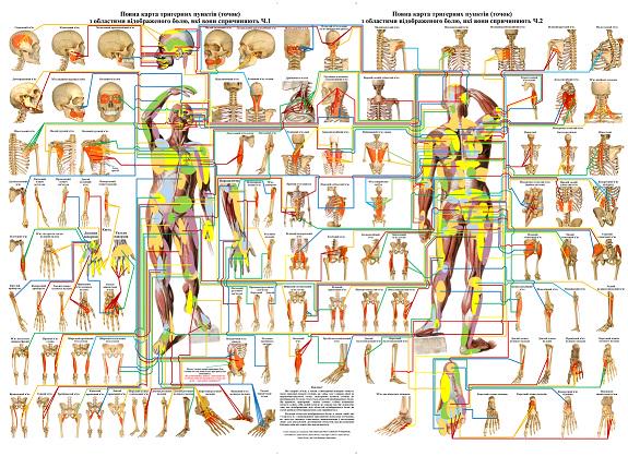 Плакат Повна карта тригерних пунктів з областями відображеного болю 119х86 см (0083)