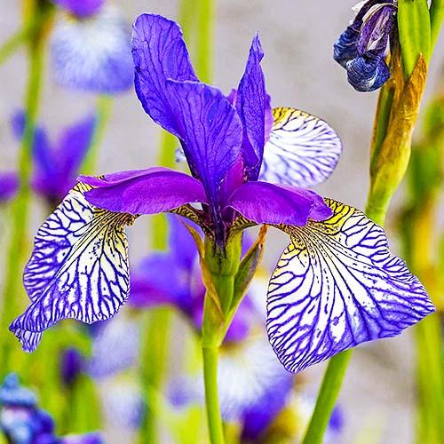 Ирис Sibirica Shaker's Prayer Florium
