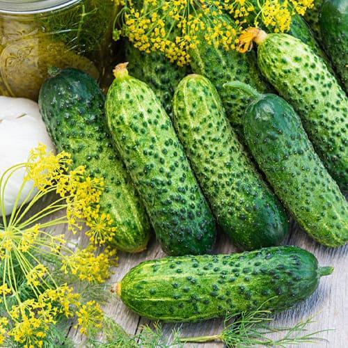 Насіння Огірок Florium Бодіна F1 (7811)