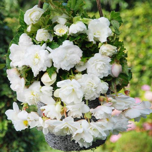 Бігонія Pendula Cascade White (2588)