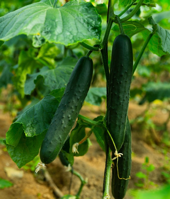 Семена Огурец GL Seeds Кукушка F1 10 шт. (538) Семена Огурец GL Seeds Кукушка F1 10 шт. (538)
