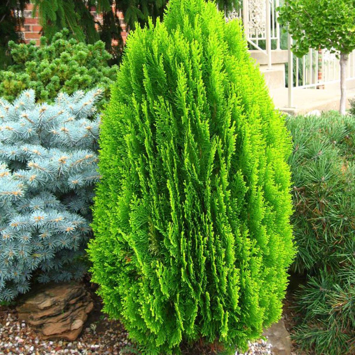 Саженец туи складчатой Биби Thuja plicata Bibi Р9 (1106739023)